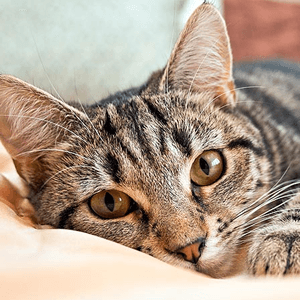 Purrfectly Organized illustration